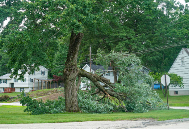 The Steps Involved in Our Tree Care Process in Robbins, NC